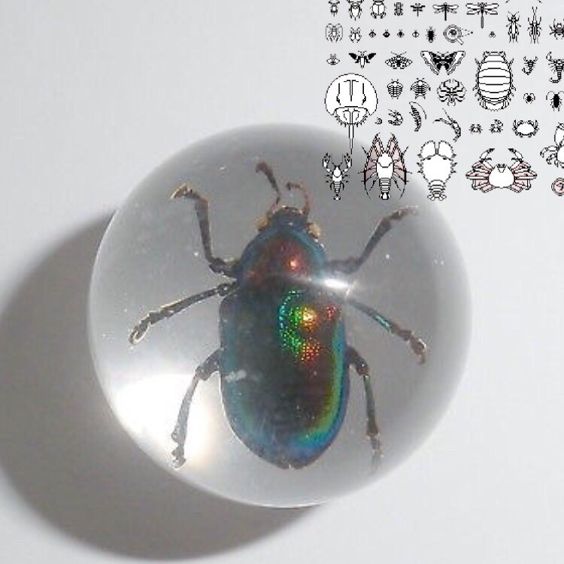 An iridescent beetle sealed away forever in a clear orb. In the corner, a series of simple black-and-white symbols depicting miscellaneous insects and crustaceans and that kind of thing.